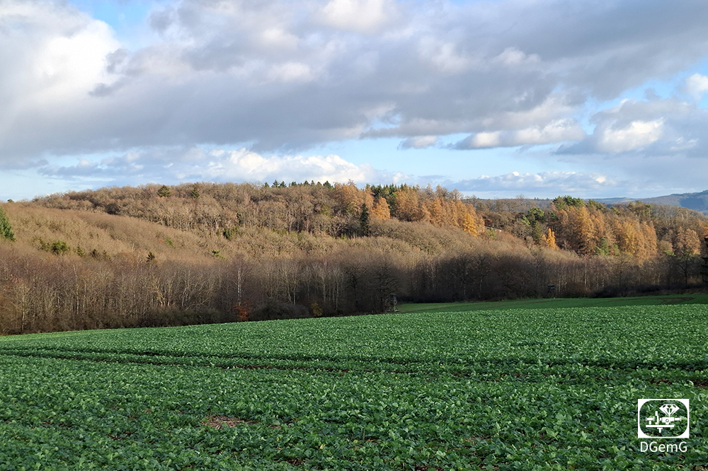 Blick auf den Steinkaulenberg aus westlicher Richtung.